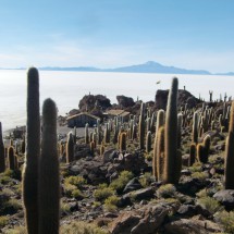 A real cactus forest on the Isla de Pecado - Volcano Tunupa in the background